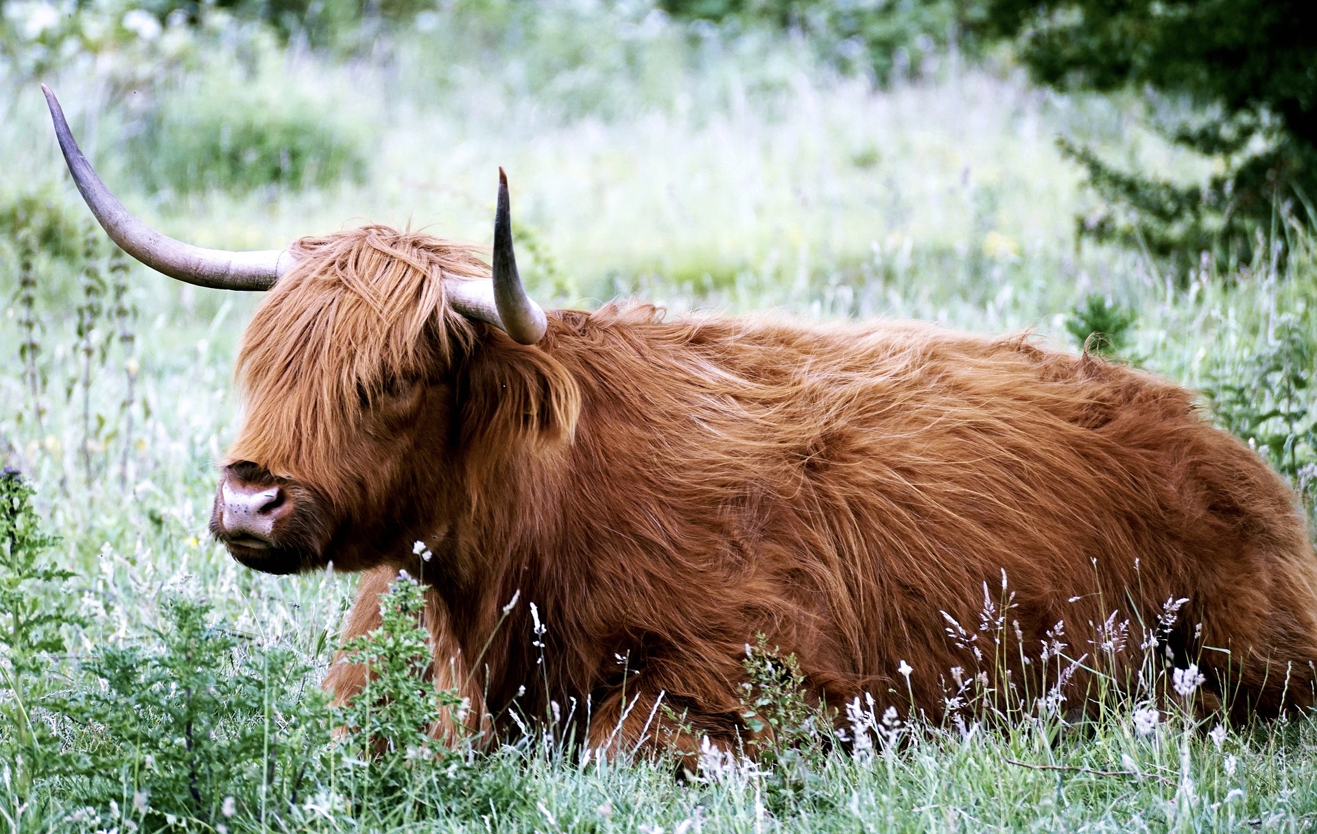 Highland Cow lying down in a field